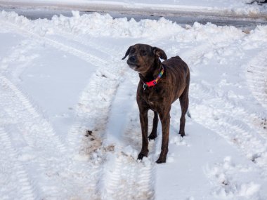 Kışın karlı bir arazide bir köpek.