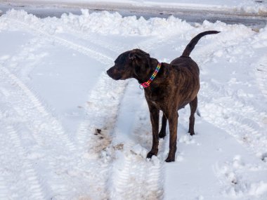 Kış karında bir köpek.