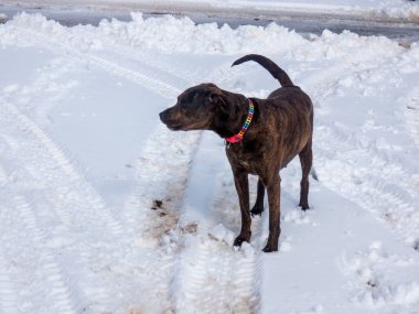 Karla kaplı bir arazide yürüyen bir köpek