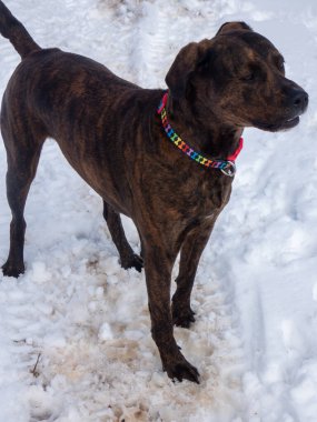 Kışın karlı bir köpek