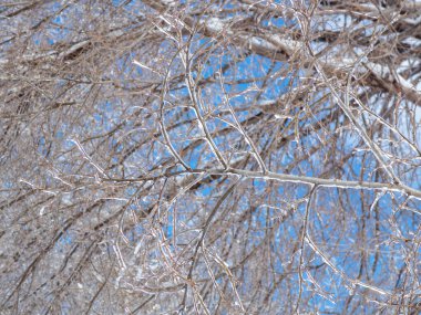 Gökyüzüne karşı buzla kaplı ağaç dalları