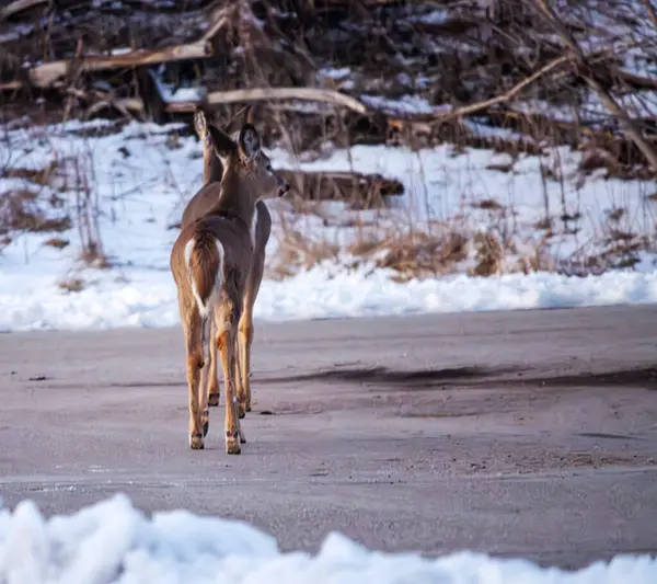 Genç geyik kasabada yürüyüşe çıkmış.