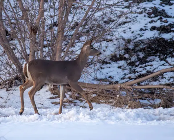 Kışın genç bir geyik.