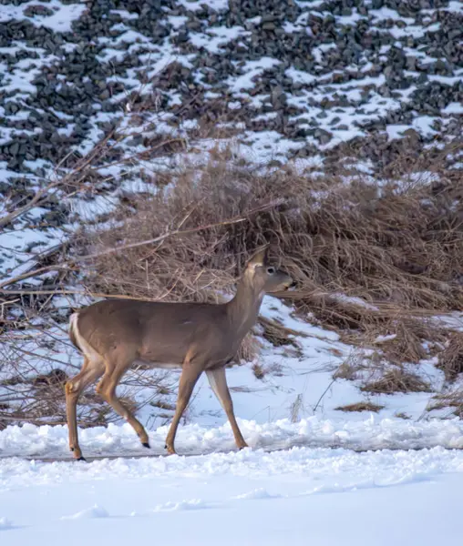 Kışın vahşi geyik