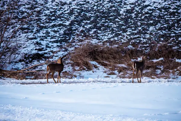 Kasabada kışın vahşi geyik