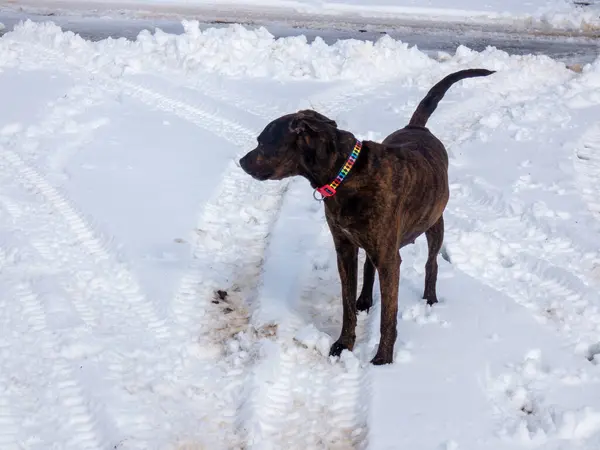 Kış karında bir köpek.