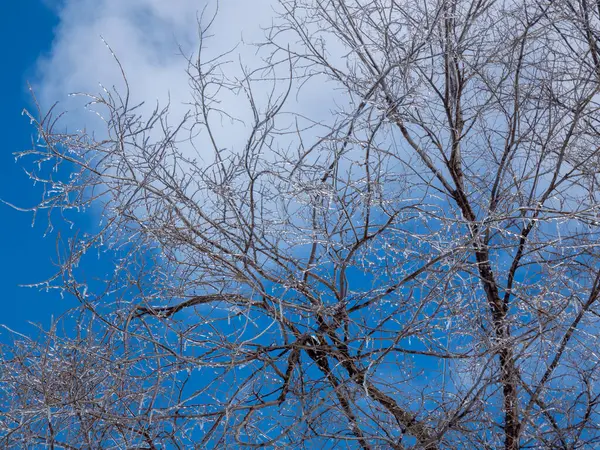Buzlu ağaç dalları gökyüzüne karşı. kış arkaplanı.