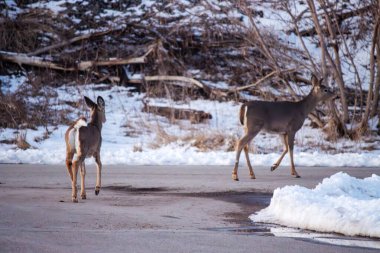 Karda bir çift vahşi geyik