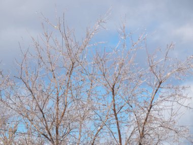 Ormanda buzlu dallar, kış arkaplanı.
