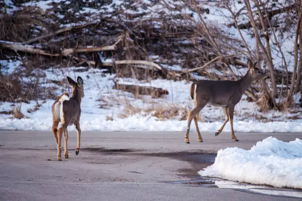 Karda bir çift vahşi geyik