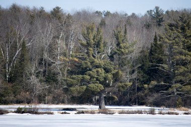 Kışın Donmuş Göl