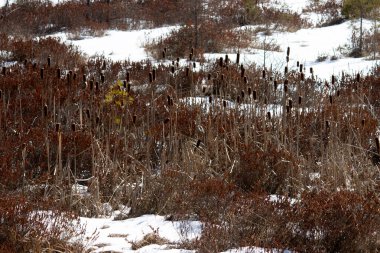 Kış manzarası, kar, doğa, ağaçlar, dallar, ağaç dalları, arka planda kar