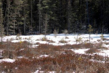 Ormanda karla kaplı ağaçlarla kaplı güzel kış manzarası.