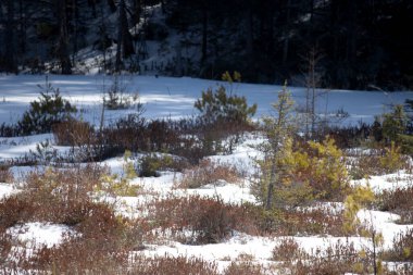a beautiful view of a forest covered with snow