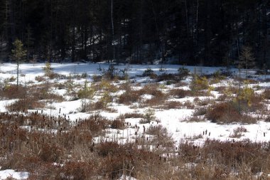 Kışın karlı bir ormanın güzel bir görüntüsü.
