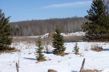 Kış manzarası. Karlı bir kış ormanı.