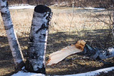 Kışın ormanda büyük bir kütük.