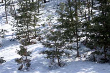 karla kaplı çam ağaçları