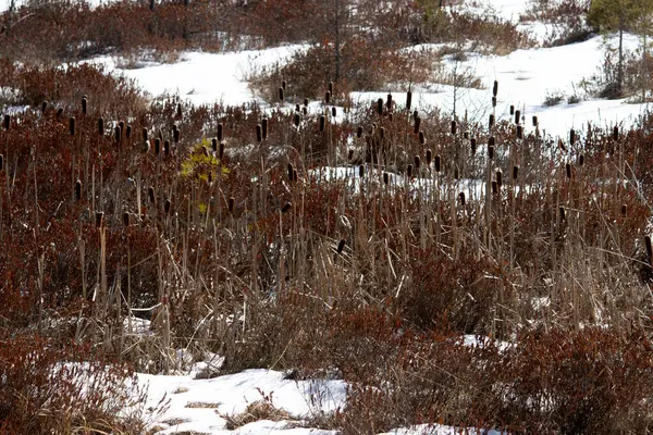 Kış manzarası, kar, doğa, ağaçlar, dallar, ağaç dalları, arka planda kar