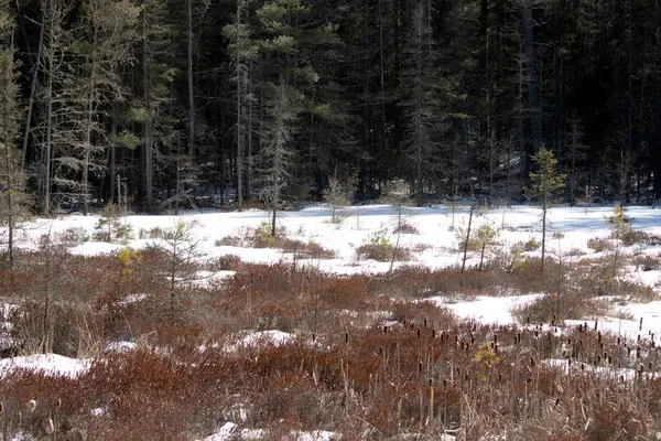 Ormanda karla kaplı ağaçlarla kaplı güzel kış manzarası.