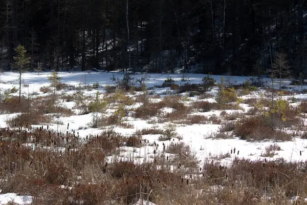 Kışın karlı bir ormanın güzel bir görüntüsü.