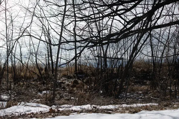 Karların üzerinde güzel bir orman