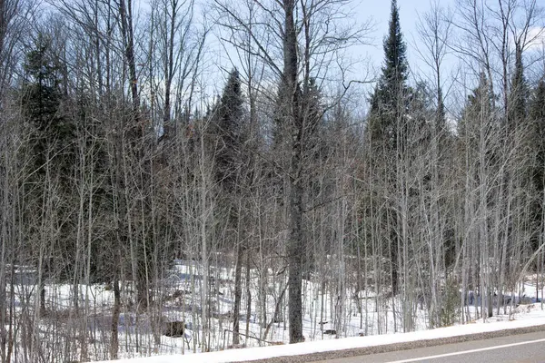 Ormanda güzel bir yol manzarası.