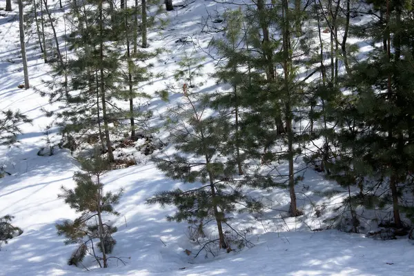 karla kaplı çam ağaçları