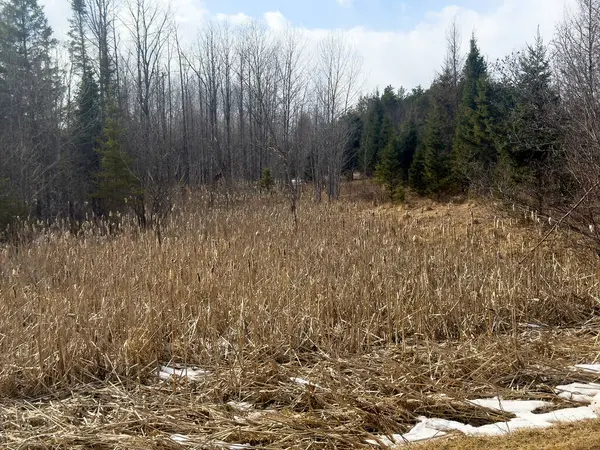 orman ve ağaçlar ile bahar manzara