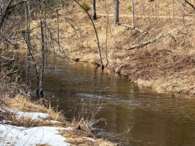 Karlı bir nehrin bahar manzarası, küçük bir nehir ve ormandaki küçük bir nehir, ilk baharın suyu.