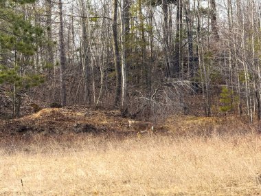 Ormanın arka planında kuru ağaç dalları