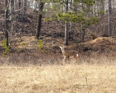 Ormandaki kırmızı geyik