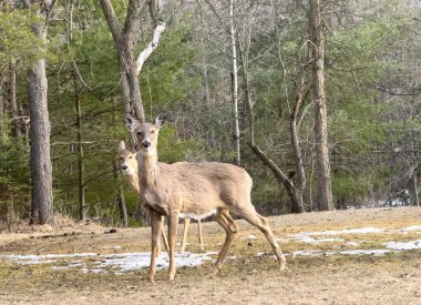 Ormanda genç ve güzel bir geyik