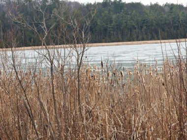 Ormanın arka planında göl