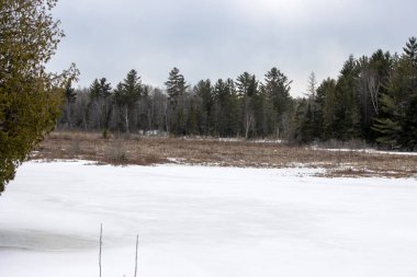 Ormanlı donmuş göl