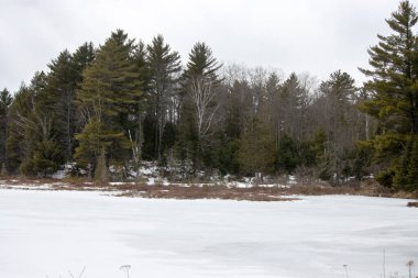 Kış ormanında kuru otlarla dolu bir bataklık.