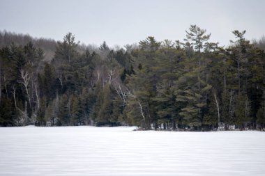 Ormandaki ağaçlarla kaplı kış gölü manzarası