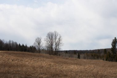 Ağaçlı ve otlu bir tarla manzarası