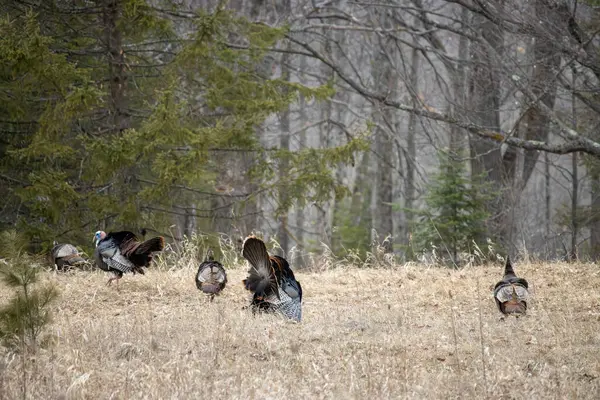 Ormanda yabani hindi