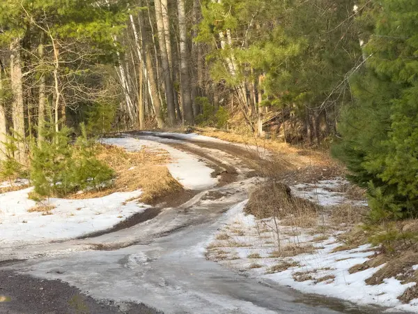 Çam ağaçları ve karlı kış ormanı yolu