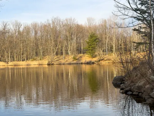Güneşli bir bahar gününde ağaçlı bir gölet ve bir orman gölü.