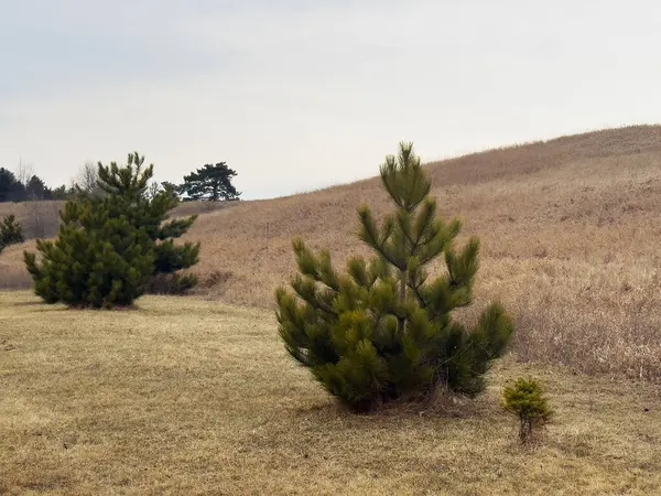 Kışın kırsaldaki tarlada bir ağaç