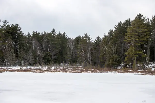 Kar- dağlarda kışın donmuş orman.