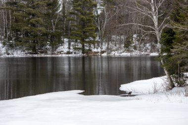 Ormandaki göl. Kış manzarası