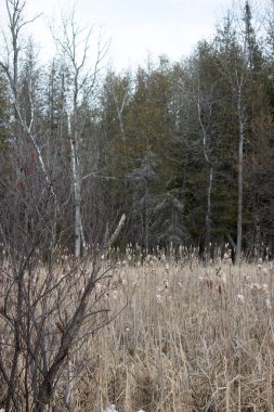 Ağaç dallarının yapraklı ve çimenli yakın çekimi.