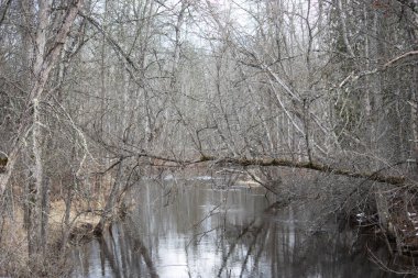 Nehir ve ormanlı bahar manzarası