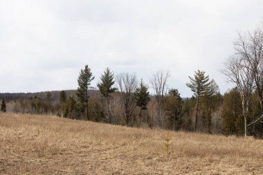 Ormandaki manzaranın güzelliği
