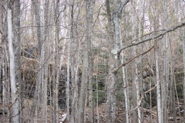 Ağaçların arasına saklanmış kayalık bir uçurum