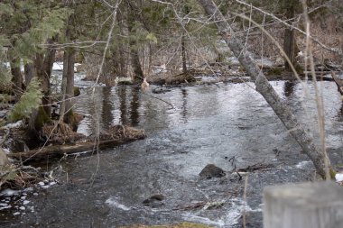 Kış ormanında donmuş nehir