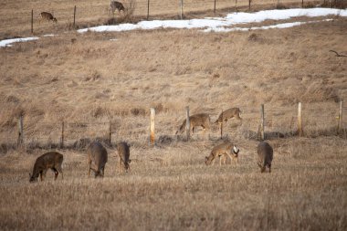 Ormanda vahşi kaz sürüsü.
